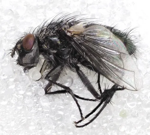 Bellardia vulgaris - photo 2