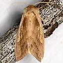 Bellura anoa - Hodges#9525.1 - photo 2