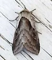 Bellura brehmei - Hodges#9524