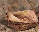 Pickerelweed Borer Moth - Hodges#9526 - Bellura densa
