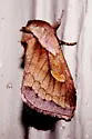 Pickerelweed Borer Moth - Hodges#9526 - photo 2