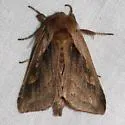 Pickerelweed Borer Moth - Hodges#9526 - photo 3