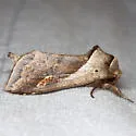 Pickerelweed Borer Moth - Hodges#9526 - photo 4