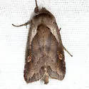 Pickerelweed Borer Moth - Hodges#9526 - photo 5