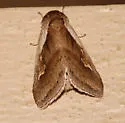 Cattail Borer - Hodges#9525