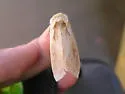 Cattail Borer - Hodges#9525 - photo 2