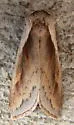 Cattail Borer - Hodges#9525 - photo 3