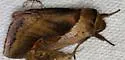 Cattail Borer - Hodges#9525 - photo 5