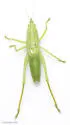 half-winged conehead