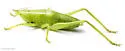 half-winged conehead - photo 2