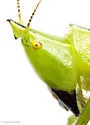 half-winged conehead - photo 4