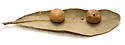 Belonocnema treatae - photo 2