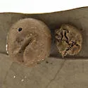 Belonocnema treatae - photo 4