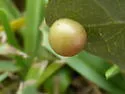 Belonocnema treatae - photo 5