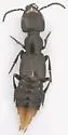 Belonuchus agilis