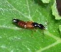 Belonuchus rufipennis