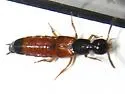 Belonuchus rufipennis - photo 2