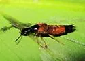 Belonuchus rufipennis - photo 3