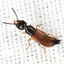 Belonuchus rufipennis - photo 4