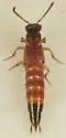Belonuchus rufipennis - photo 5