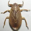 Belostoma bakeri