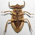 Belostoma bakeri - photo 2