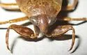 Belostoma bakeri - photo 3