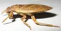 Belostoma bakeri - photo 4