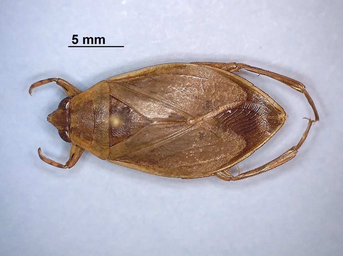 Belostoma flumineum