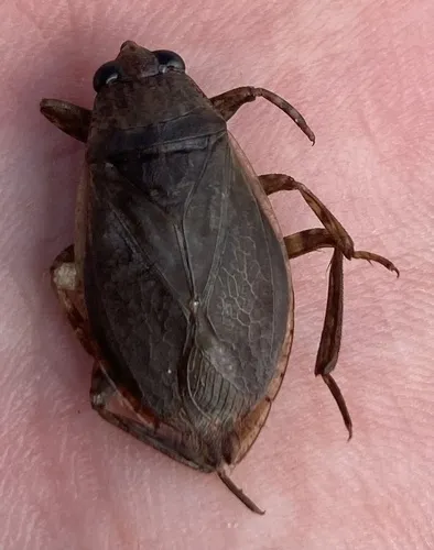 Belostoma fusciventre