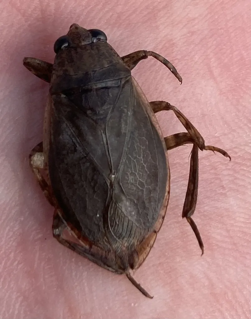 Belostoma fusciventre - photo 2