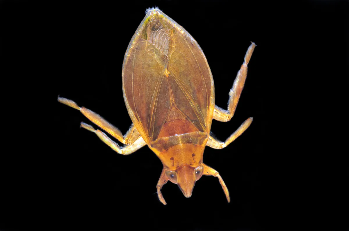 Belostoma lutarium - photo 2