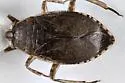 Belostoma minor