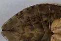 Belostoma minor - photo 2