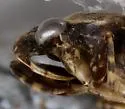 Belostoma minor - photo 3