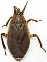 Belostoma subspinosum