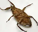 Belostoma subspinosum - photo 2