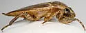 Belostoma subspinosum - photo 3