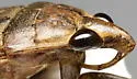 Belostoma subspinosum - photo 4