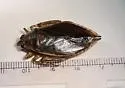 Belostoma subspinosum - photo 5