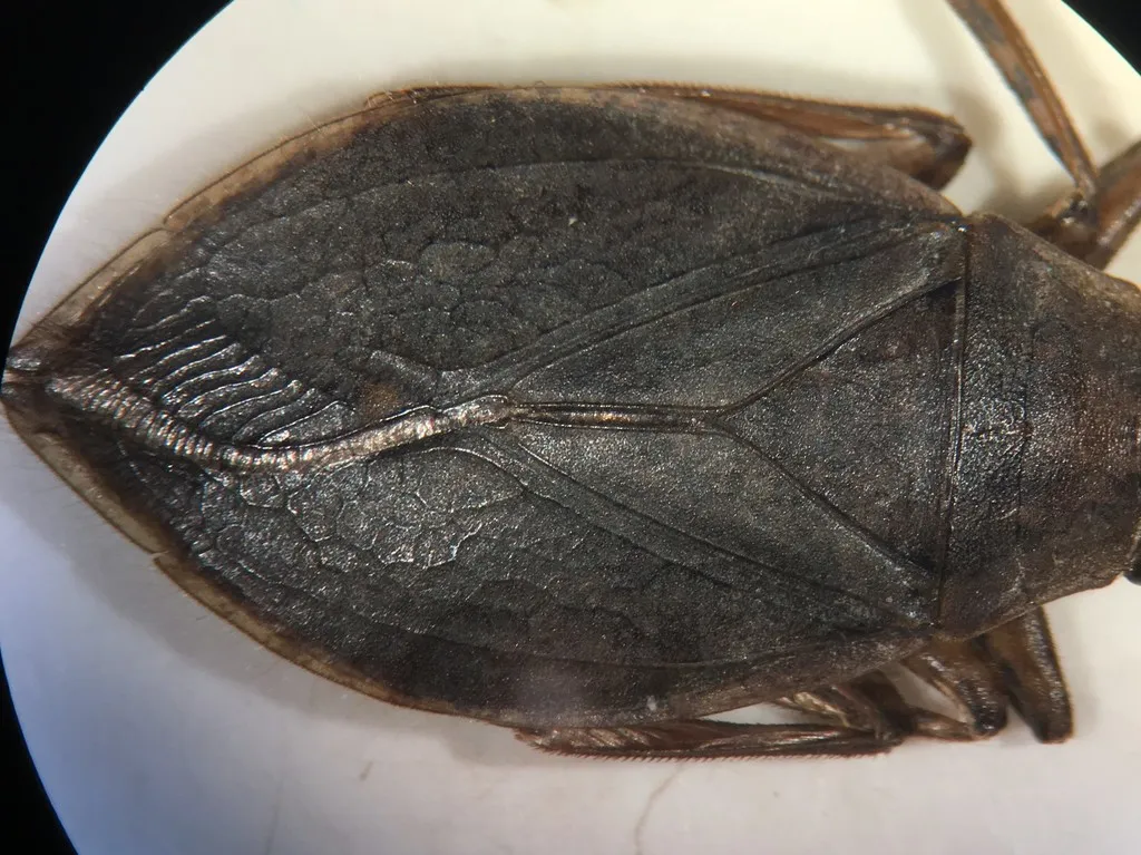 Belostoma testaceum