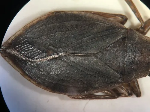 Belostoma testaceum - photo 2