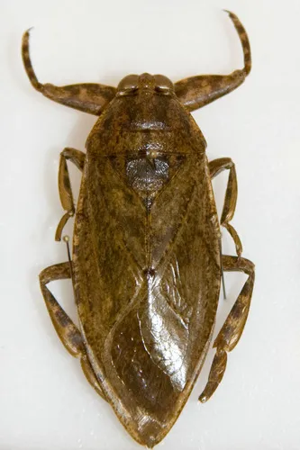 Giant Water Bugs - photo 2