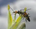 Belotus abdominalis