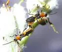 Belotus abdominalis - photo 2