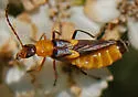 Belotus abdominalis - photo 3