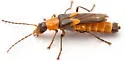 Belotus abdominalis - photo 4