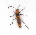 Belotus abdominalis - photo 5