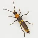 Belotus bicolor