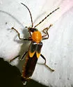 Belotus bicolor - photo 2